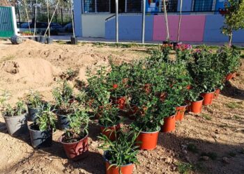 Αναβαθμίζονται 43 σχολικές αυλές στον δήμο Αθηναίων – Νέα δέντρα, σκίαση και λαχανόκηποι