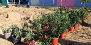 Αναβαθμίζονται 43 σχολικές αυλές στον δήμο Αθηναίων – Νέα δέντρα, σκίαση και λαχανόκηποι