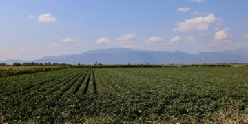 Στα 53 εκατ. ευρώ ο προϋπολογισμός για την παροχή γεωργικών συμβουλών