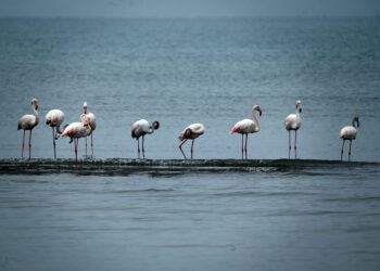 Μαγευτικό τοπίο στη λίμνη Κερκίνη: Επέστρεψαν χιλιάδες φλαμίνγκο - Ροζ πανδαισία στον υδροβιότοπο - ertnews.gr