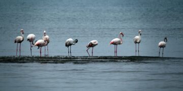 Μαγευτικό τοπίο στη λίμνη Κερκίνη: Επέστρεψαν χιλιάδες φλαμίνγκο - Ροζ πανδαισία στον υδροβιότοπο - ertnews.gr