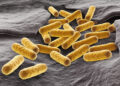 Γενετικά τροποποιημένο E. coli μετατρέπει τους όγκους σε μικροσκοπικά «εργοστάσια» αντικαρκινικών φαρμάκων
