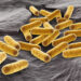 Γενετικά τροποποιημένο E. coli μετατρέπει τους όγκους σε μικροσκοπικά «εργοστάσια» αντικαρκινικών φαρμάκων