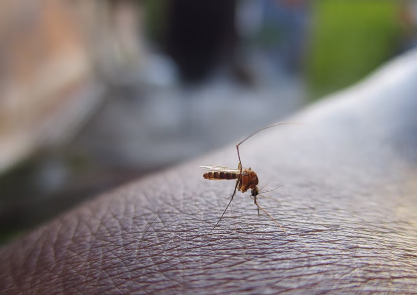Chikungunya: Η νέα… εξωτική απειλή που έφεραν τα κουνούπια