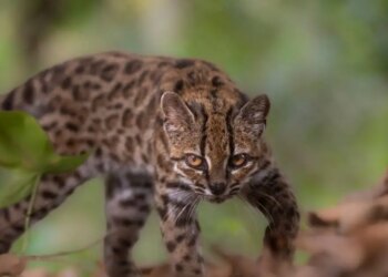 Leopardus tilcay, το νέο είδος αγριόγατας στα δάση της Βολιβίας - Το πρώτο που ανακαλύπτεται εδώ κι έναν αιώνα