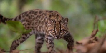 Leopardus tilcay, το νέο είδος αγριόγατας στα δάση της Βολιβίας - Το πρώτο που ανακαλύπτεται εδώ κι έναν αιώνα