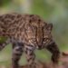 Leopardus tilcay, το νέο είδος αγριόγατας στα δάση της Βολιβίας - Το πρώτο που ανακαλύπτεται εδώ κι έναν αιώνα