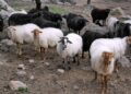 Θ. Καββαδάς: Απαραίτητη η συνέχιση όλων των κτηνιατρικών μέτρων στη Λέσβο –  Στην παύση των θανατώσεων επιμένει ο Περιφερειάρχης