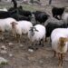 Θ. Καββαδάς: Απαραίτητη η συνέχιση όλων των κτηνιατρικών μέτρων στη Λέσβο – Στην παύση των θανατώσεων επιμένει ο Περιφερειάρχης