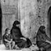 Εκδηλώσεις για τα 83 χρόνια από το Ολοκαύτωμα της Βιάννου, με παρουσία του Προέδρου της Δημοκρατίας