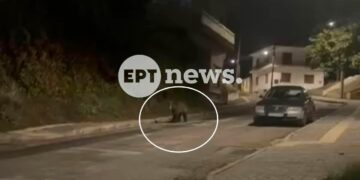 Αρκούδα κάνει βόλτες στο κέντρο του Άργους Ορεστικού