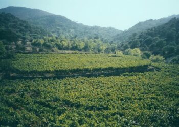 Λέσβος: Στο σύστημα σήμανσης των παλαιότερων αμπελώνων του κόσμου ο Μεθυμναίος Οίνος