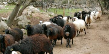 15,2 εκατ. ευρώ στη Λέσβο για τις συνέπειες του αφθώδους πυρετού – Τι αφορά  ο β΄ κύκλος των ελέγχων