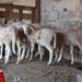 Σέρρες: Εντοπίστηκε νέο κρούσμα ευλογιάς των αιγοπροβάτων στα Άνω Πορόια - ertnews.gr