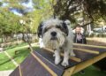 Ιταλία: Στη Βενετία τα κατοικίδια θα μπορούν να ενταφιάζονται δίπλα στους κηδεμόνες τους