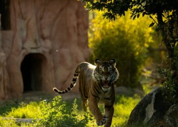 Βρετανία: Τίγρης επιτέθηκε σε άνδρα που μπήκε στον χώρο της σε πάρκο άγριας ζωής